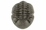 Wide, Partially Enrolled Morocops Trilobite - Morocco #190567-2